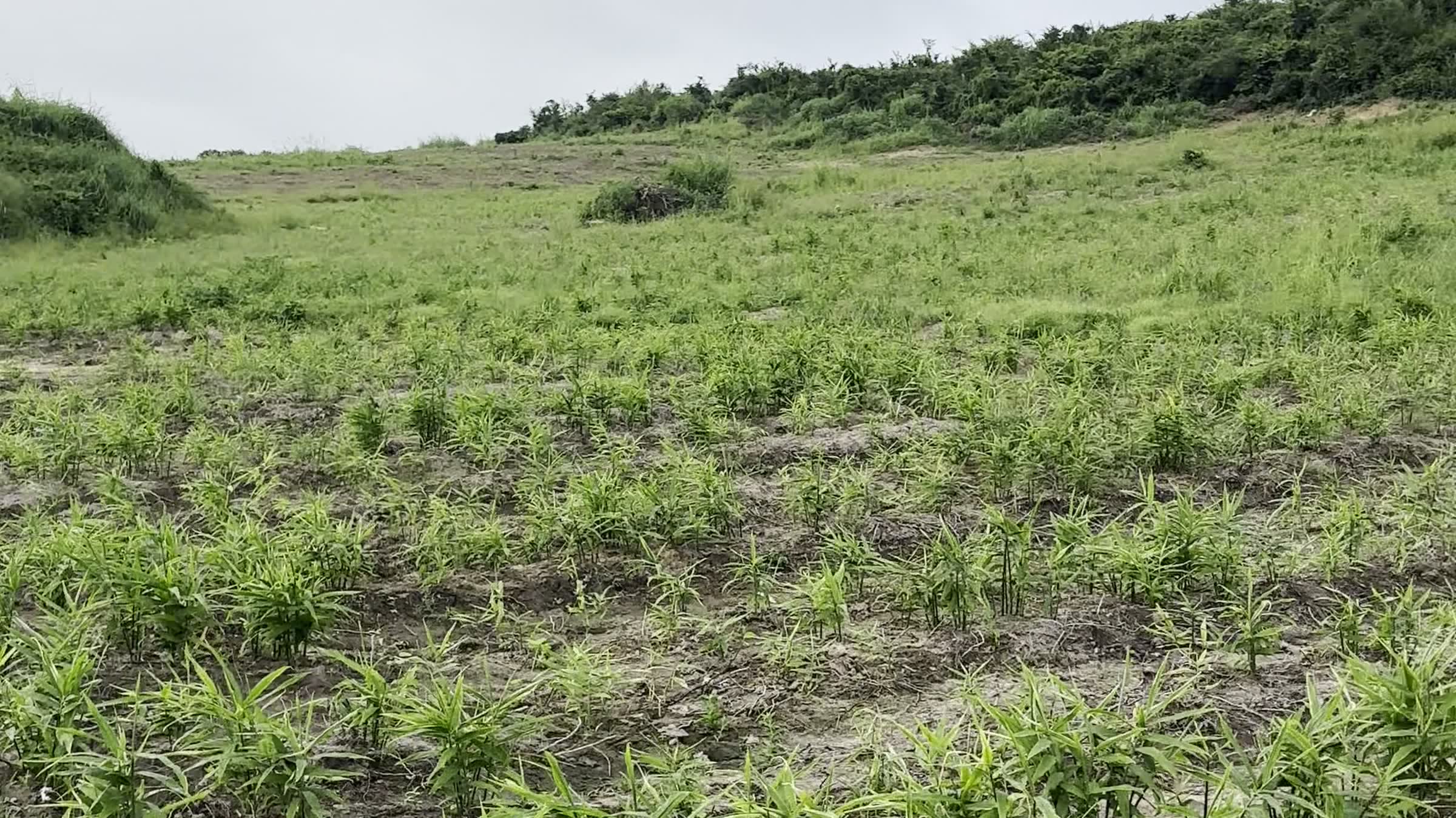 Rows of young ginger growing across the Origin Agribusiness farm at Essuehyia, August 2026