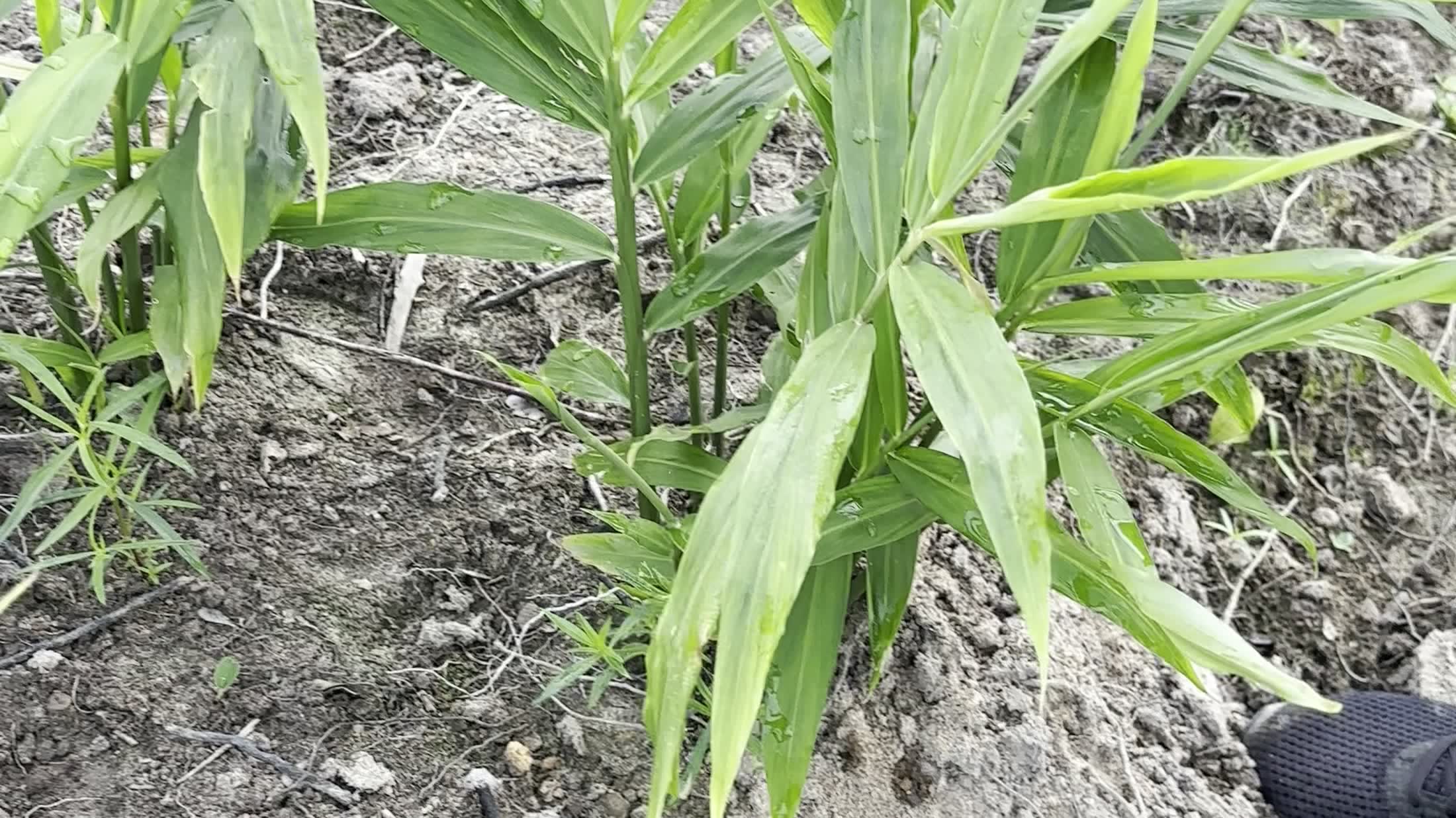 Leaves after rain