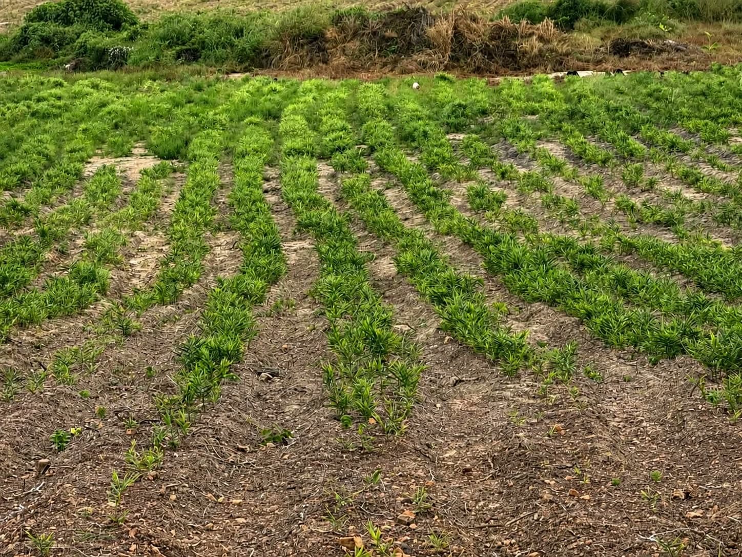 Rows in September